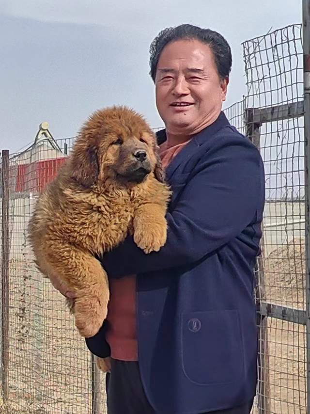 金泰獒业:诚信为本,勇夺首届"金牌獒业"冠军_藏獒_养殖_河北省黄骅市