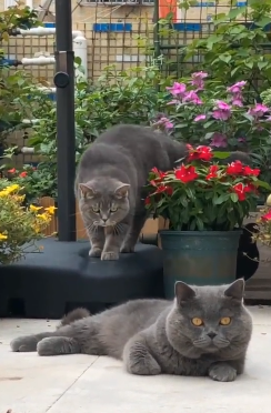 家猫跟流浪猫有什么区别?一个无忧无虑,一个磨平了棱角