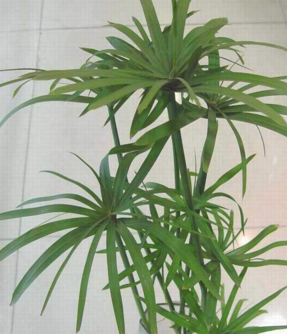 原来盆栽台湾竹的养护方法是这样!网友:带走了!