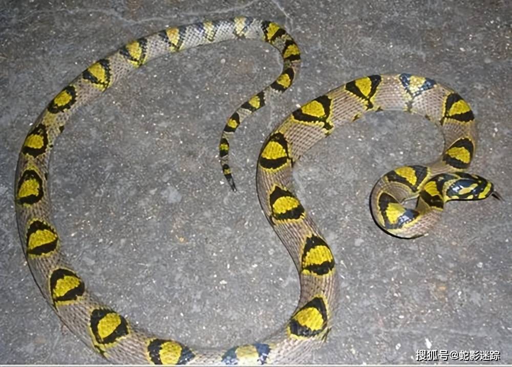 罕见!浙江武义首次发现稀有品种玉斑丽蛇