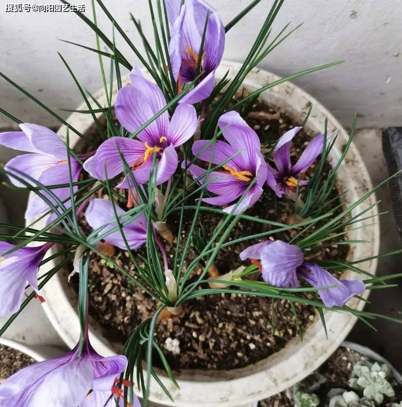 藏红花植株图片图片