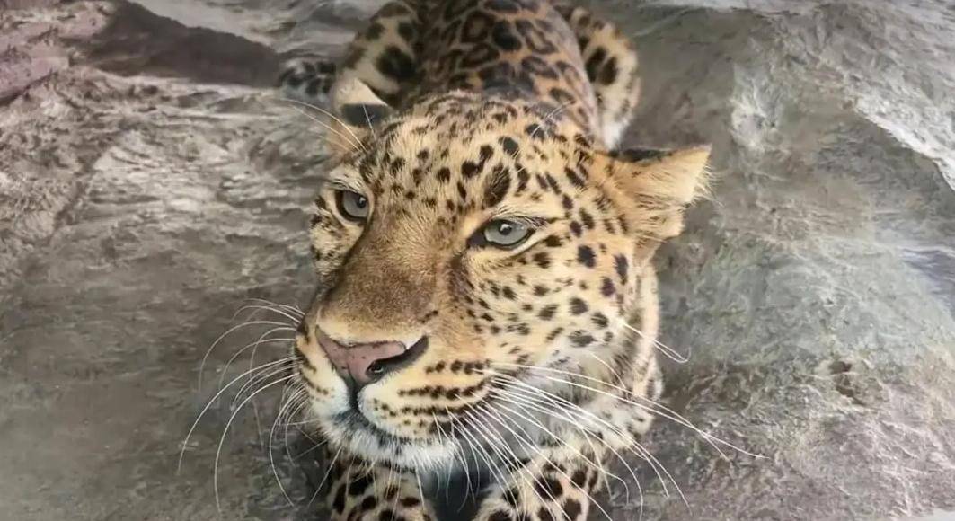 河南金钱豹"刨坑"宣示领地,还发出低吼,像与同伴交流"秘密"_豹子_猎物