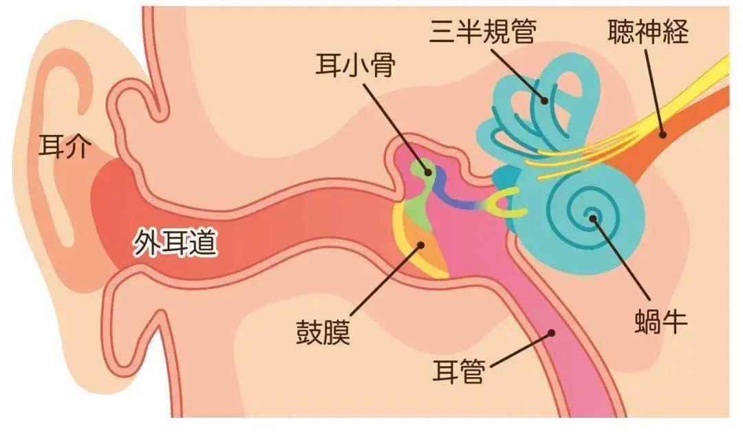 耳鼻喉简笔画图片