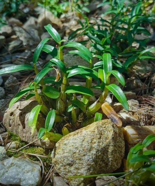 石斛是粗的好还是细的好?看完这"5个理由",你就不再纠结了