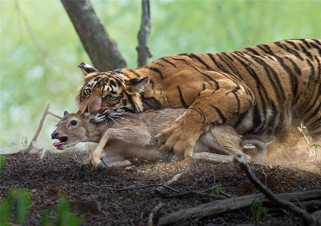 东北虎现身珲春捕鱼,它吃鱼,吃野猪,也吃熊,更爱吃马鹿