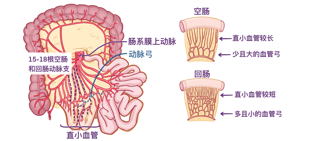 小肠的内部结构图图片