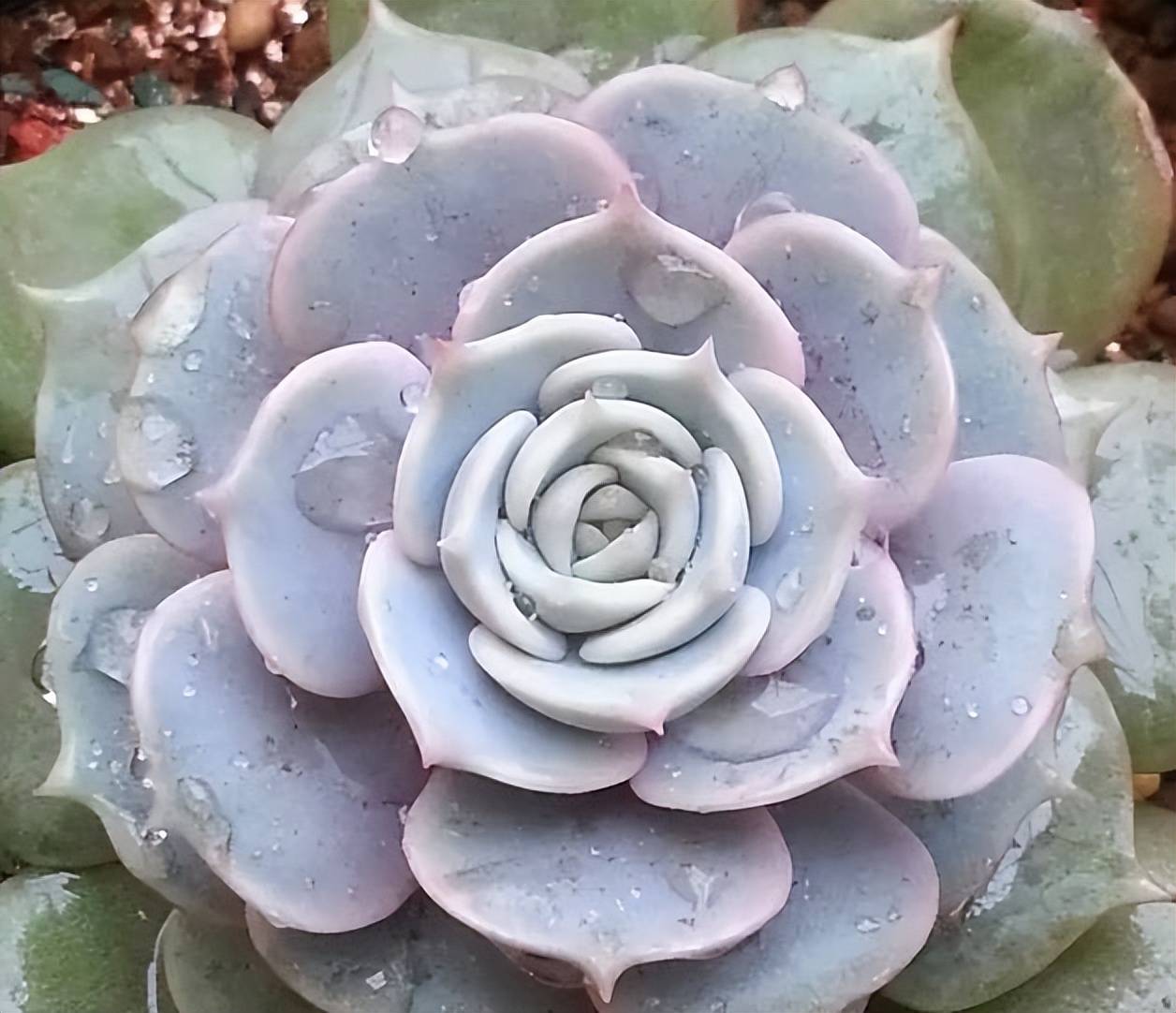 人见人爱的多肉芬达露娜,植株圆润真可爱,容易爆盆值得拥有