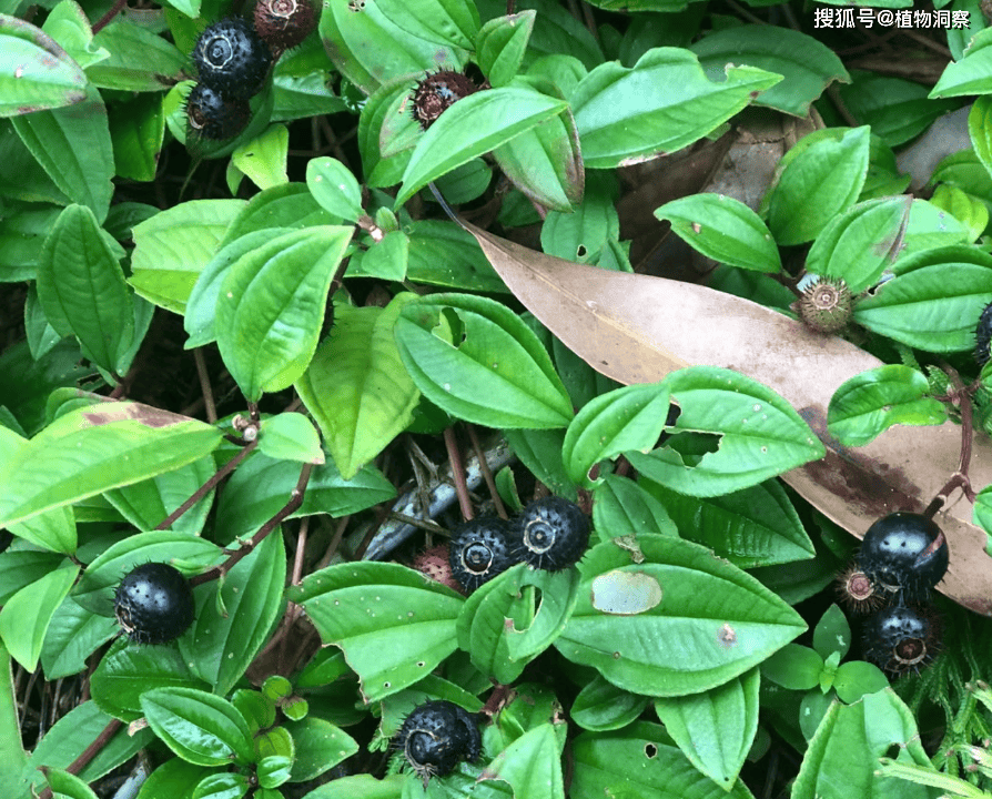 这野果吃了舌头会变黑,俗称"地菍",儿时的零食,可食可入药,500元1斤!