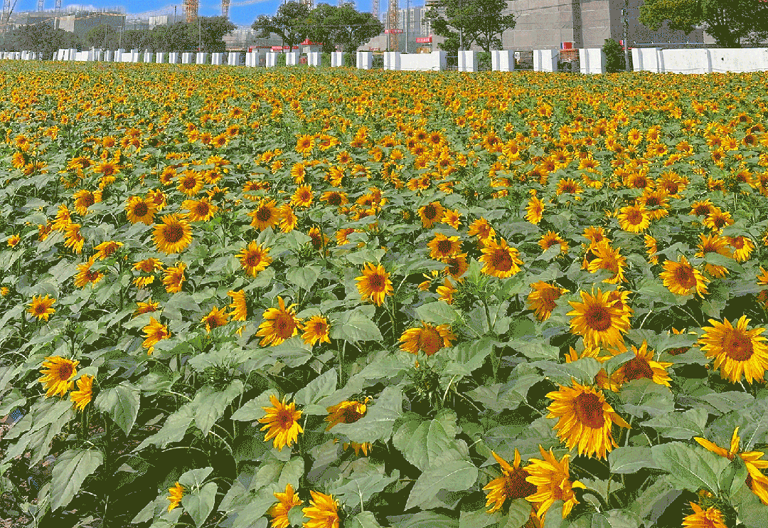 壁纸 花 桌面 1080_742