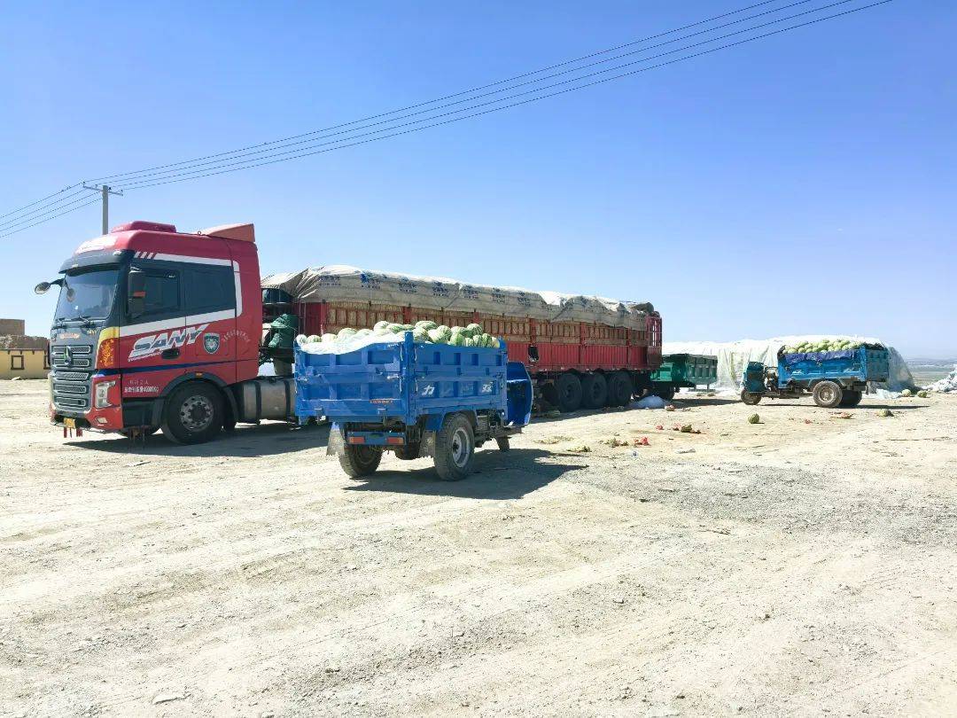 地头热闹非凡,载重量近四十吨的大货车,十多吨的冷藏车与来来往往运瓜