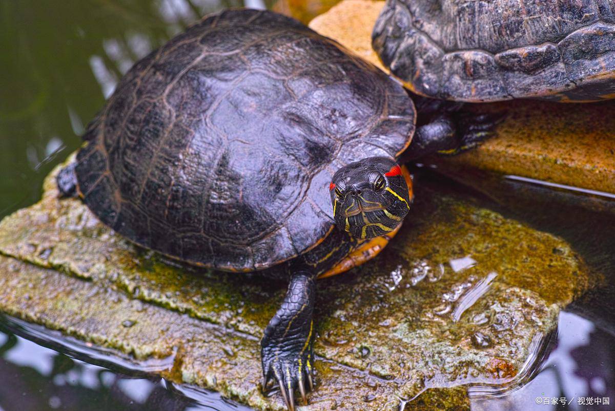 智商爆表！揭秘十大最聪明的龟类，快来看看你家龟龟上榜没？_搜狐网