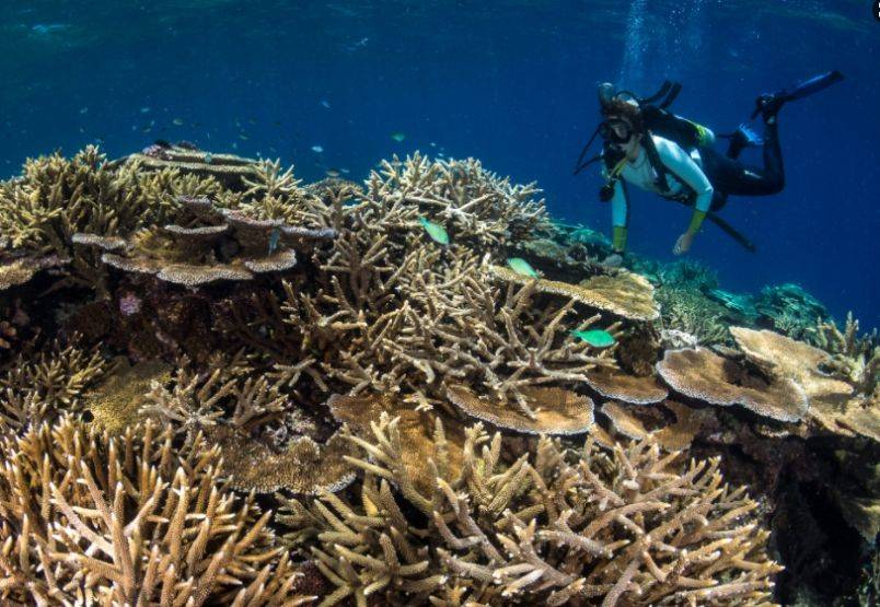 澳大利亚大堡礁海洋温度达400年来最高