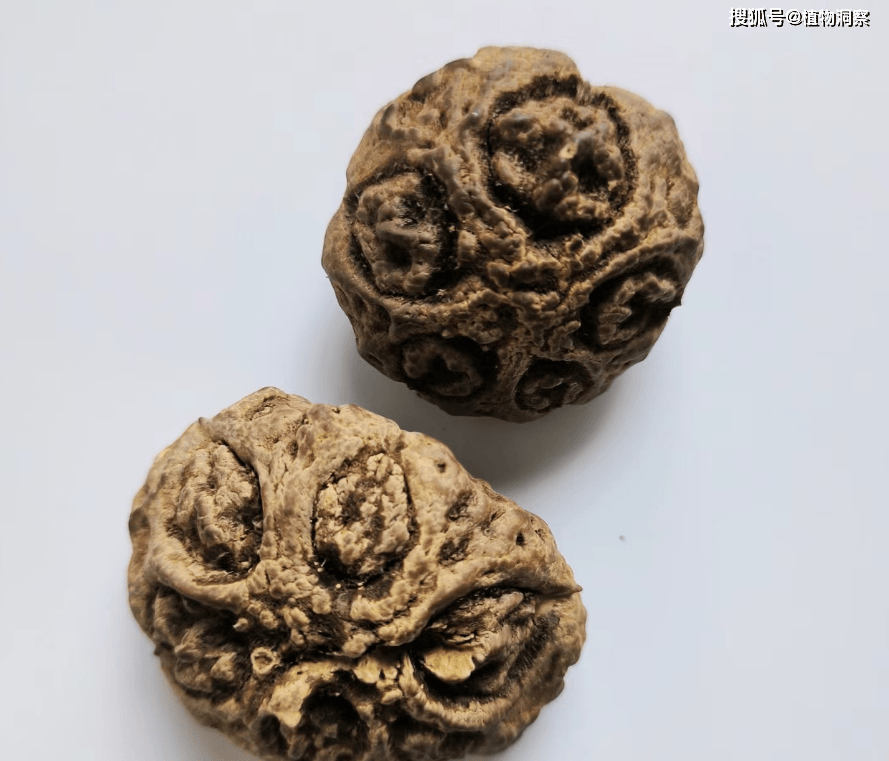 这植物果核似人面,俗称"人面子",味道酸甜可口,遇到别错过了!