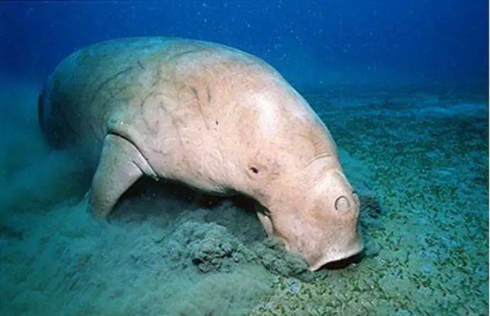 沃斯托克湖远古生物图片