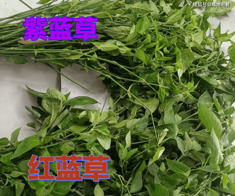 红蓝草百科图片