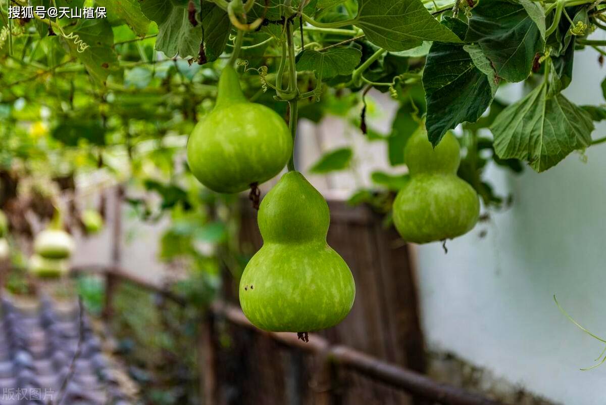 手捻葫芦植株图片