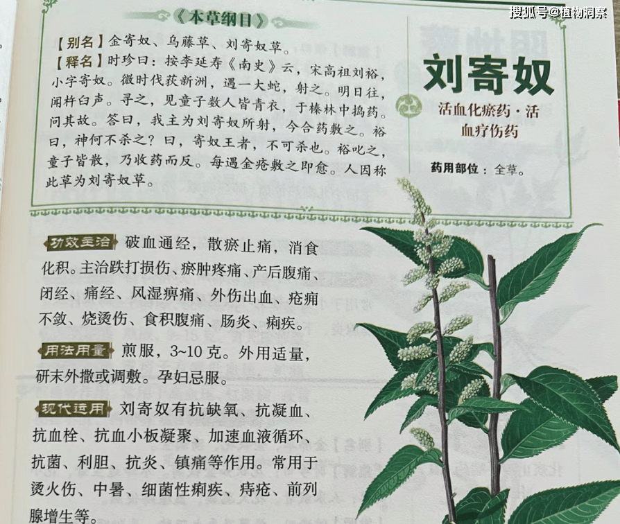 锦屏藤的药用价值图片