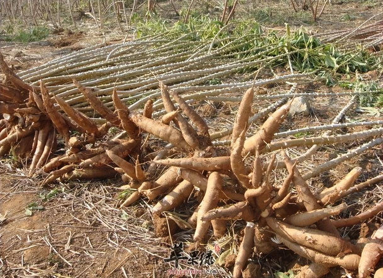 木薯的功效与作用图片图片