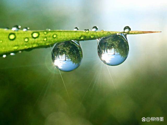 露珠_水滴_线条