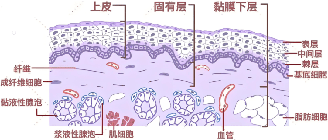 浆液性腺泡图片