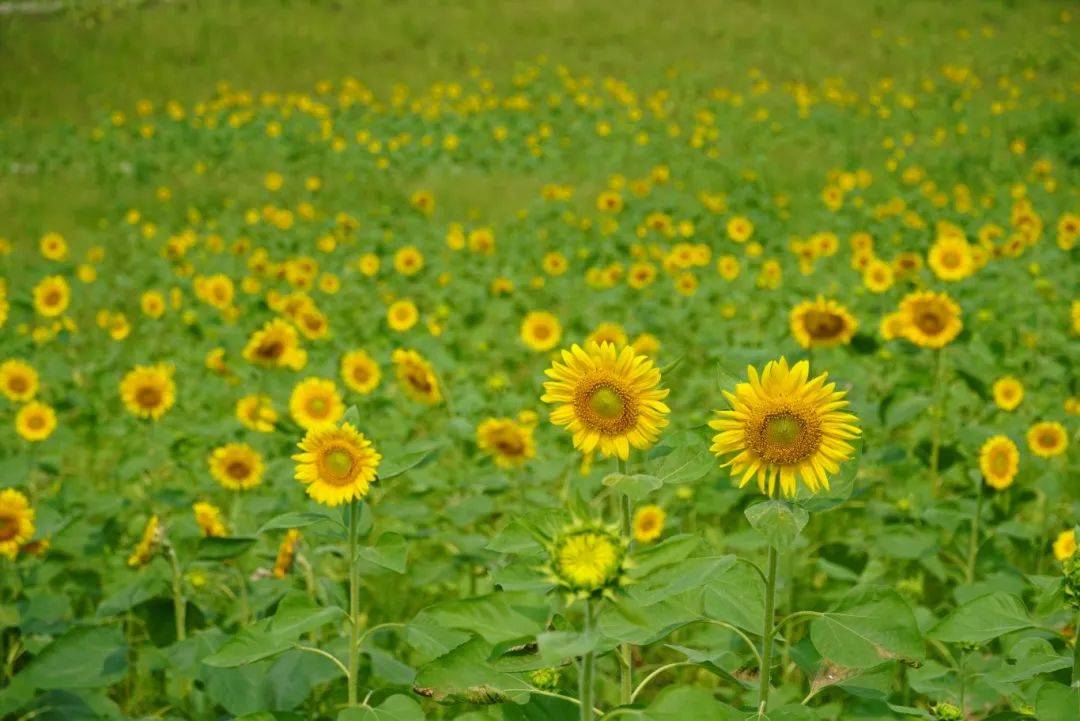花海!美食!火把节!来感受被乐山【硬控】的假期!
