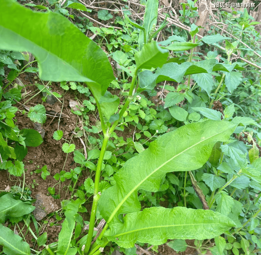 人称"土大黄",叶子极酸,人畜不食,根金黄色,煮水可祛脚气!