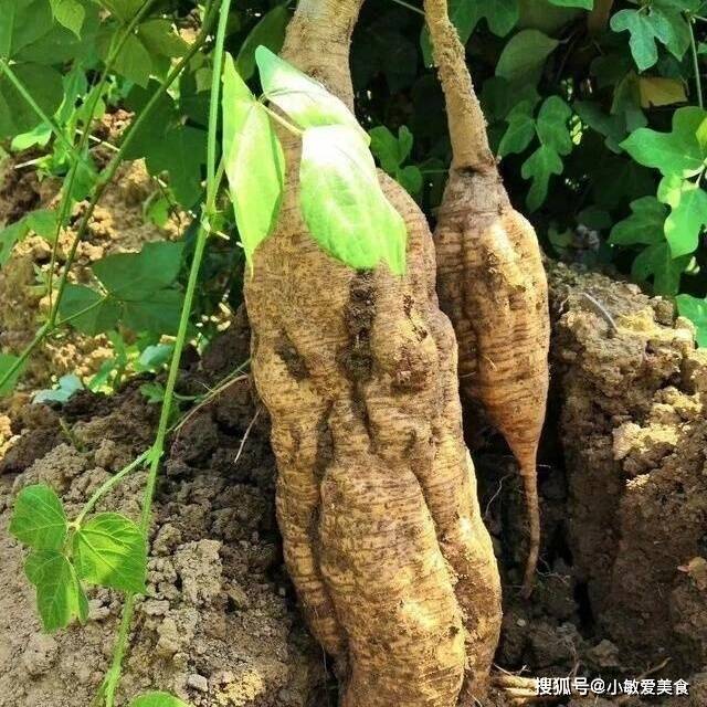 10斤韭菜枸杞不如它,天然"肝脏救星,"肝"净了,睡得香,吃出好气色_葛根