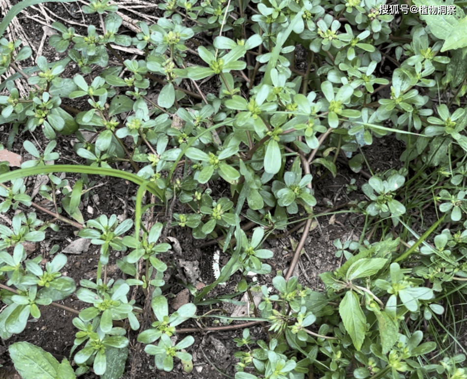 中国可食用植物大全图片