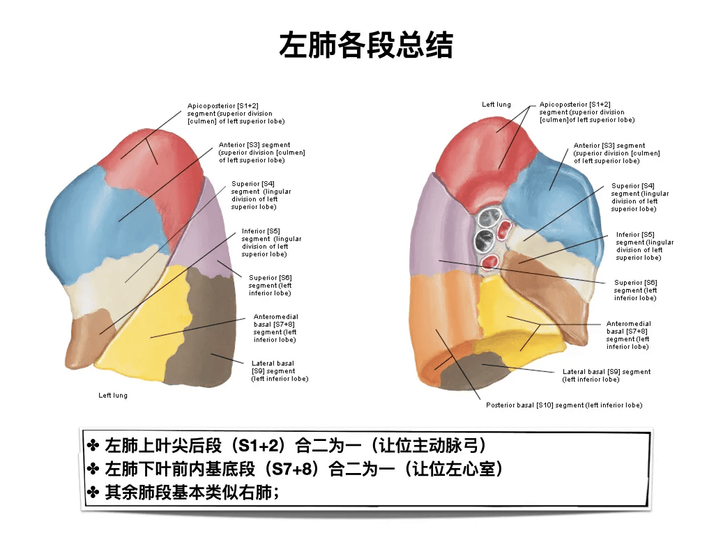 临床必备|纤维支气管镜入门图谱,一文分享!超实用!