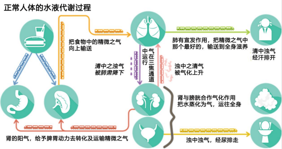 中医水液代谢的过程图图片