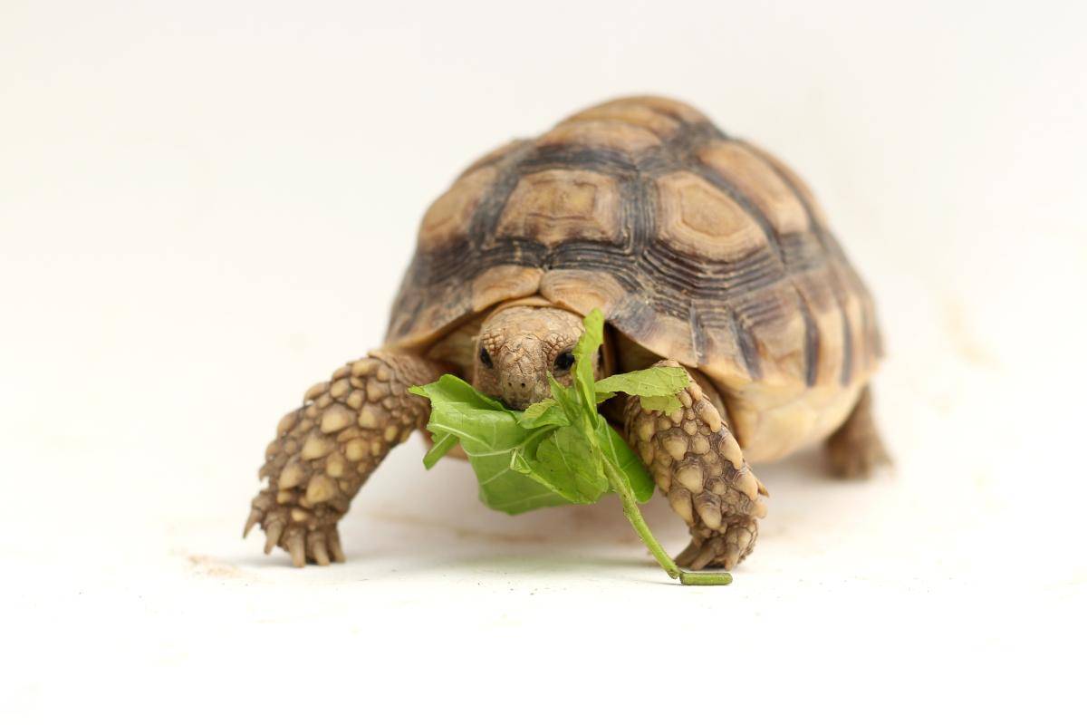 乌龟的智商相当于人类几岁？你们知道吗？看完涨知识了！_搜狐网