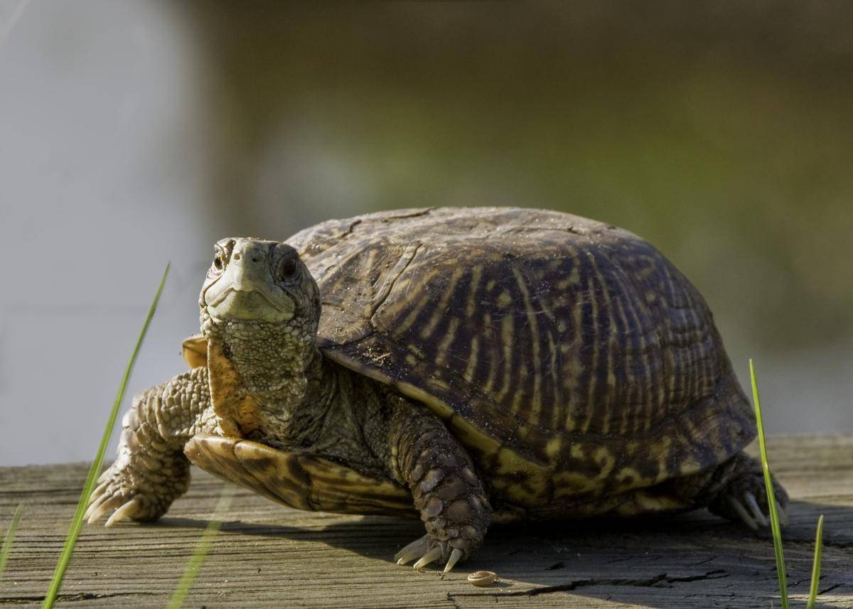 乌龟的智商相当于人类几岁？你们知道吗？看完涨知识了！_搜狐网