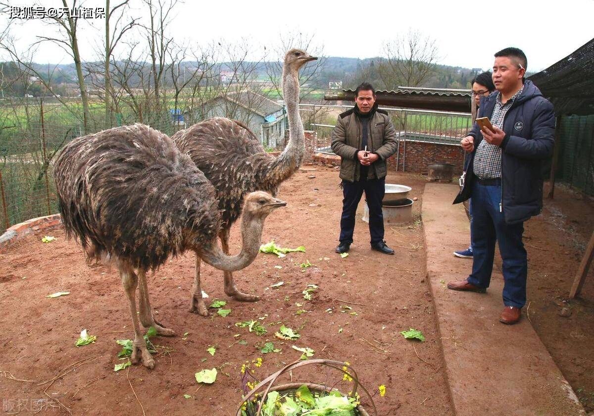《野生动物驯养繁殖许可证》:此证是养殖鸵鸟的基础证件,证明养殖者