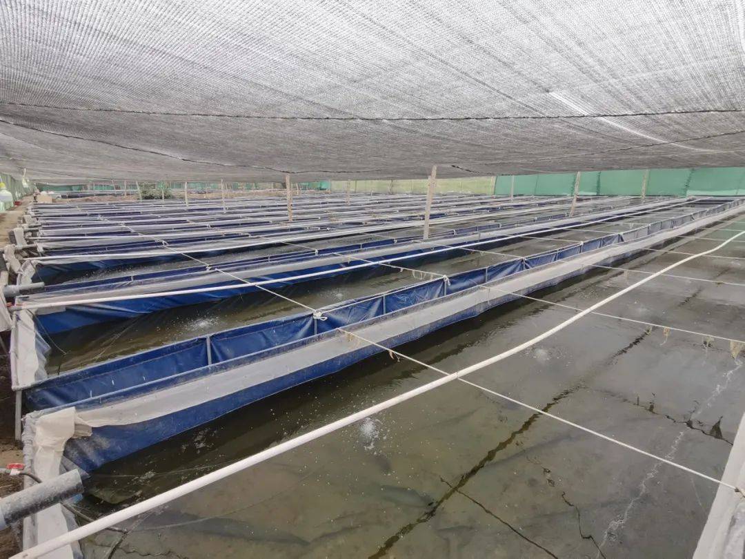 泽普县:试养水中"软黄金" 蹚出别样"蛭"富路_养殖_水蛭_发展