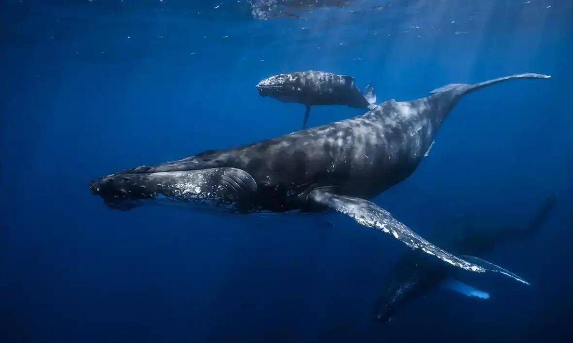 每年在世界各地依然会有很多蓝鲸死亡的事件发生,虽然大部分是自然