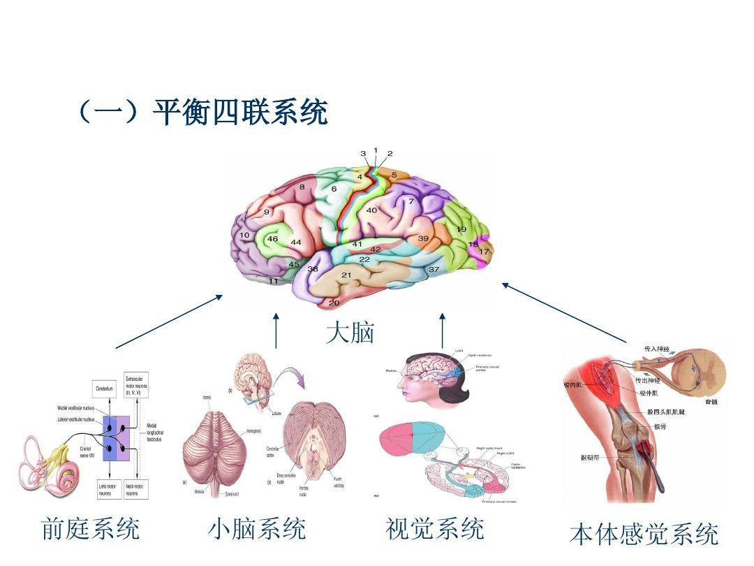 小脑幕上目下区分图图片