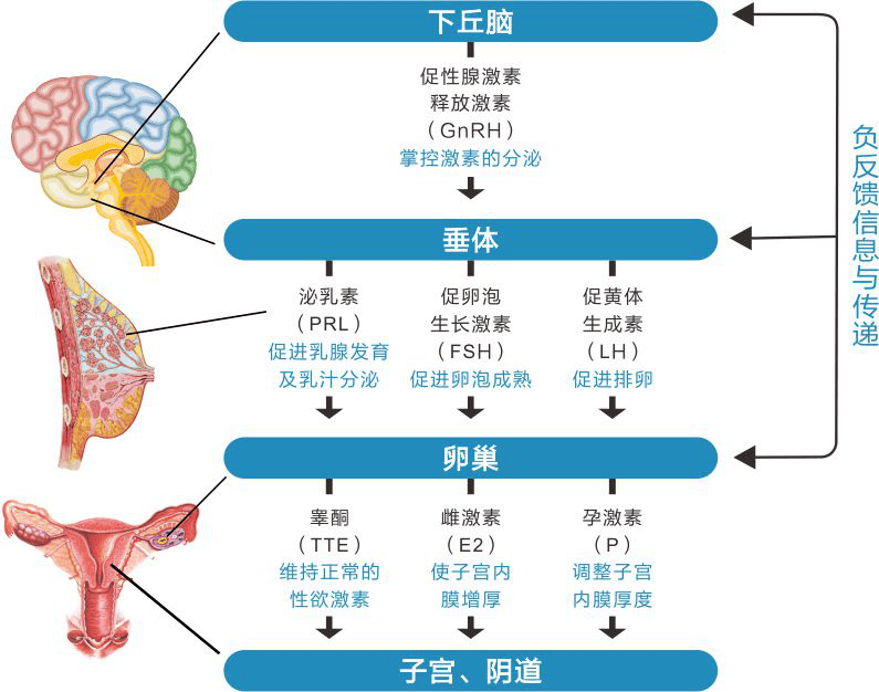 下丘脑与垂体的关系图图片