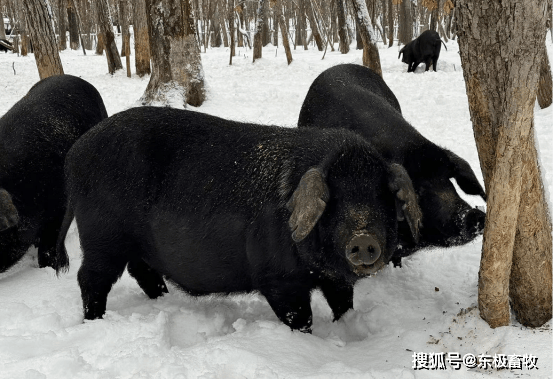 黑豚的养殖前景(黑豚的养殖前景如何)
