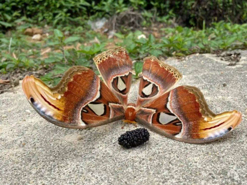 云南发现蛇头蝶,前翅像蛇头,上缘的黑圆斑如蛇眼,能吓退捕食者