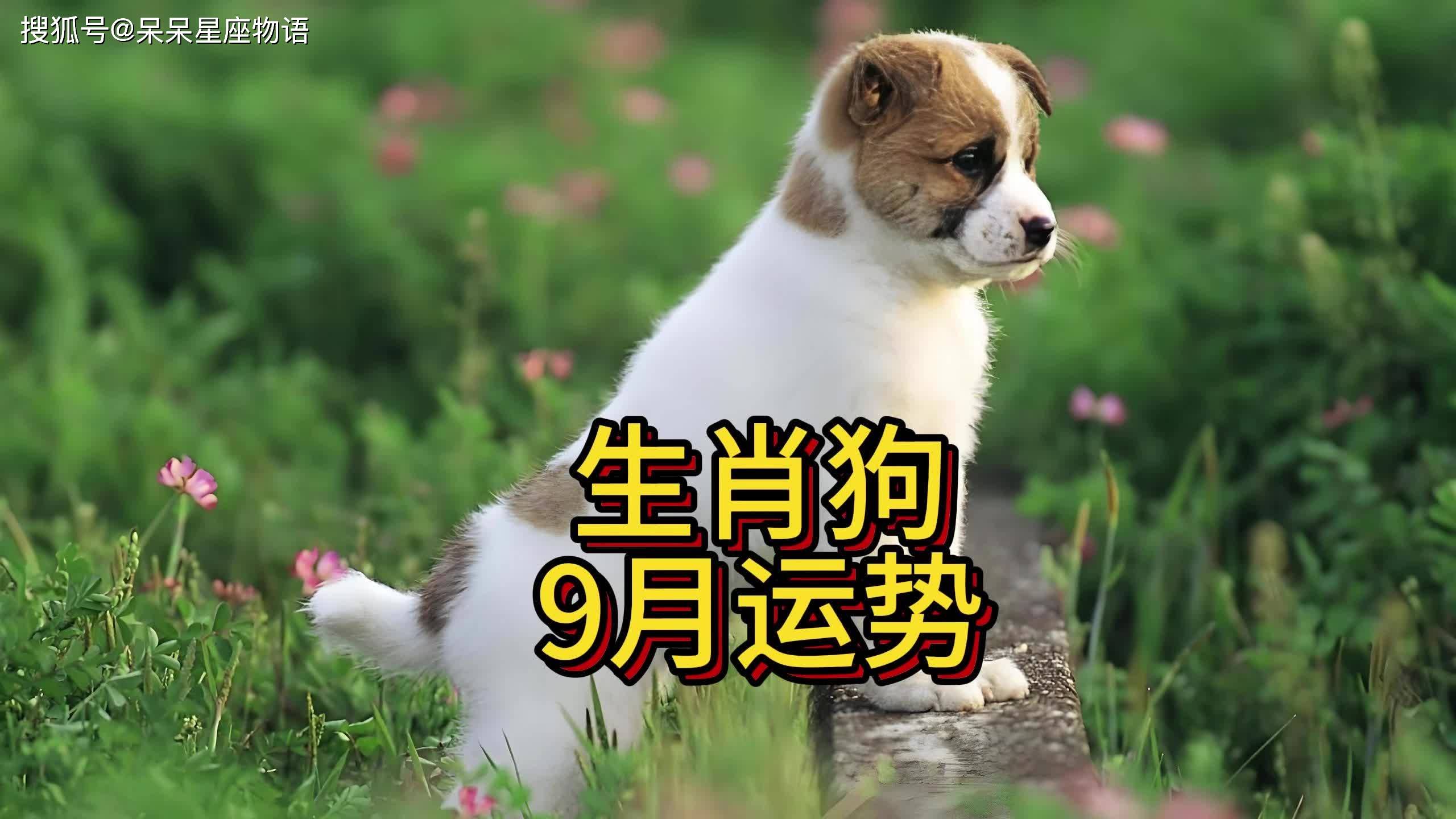 生肖狗近20年运势如何(生肖狗2020年生肖运势)