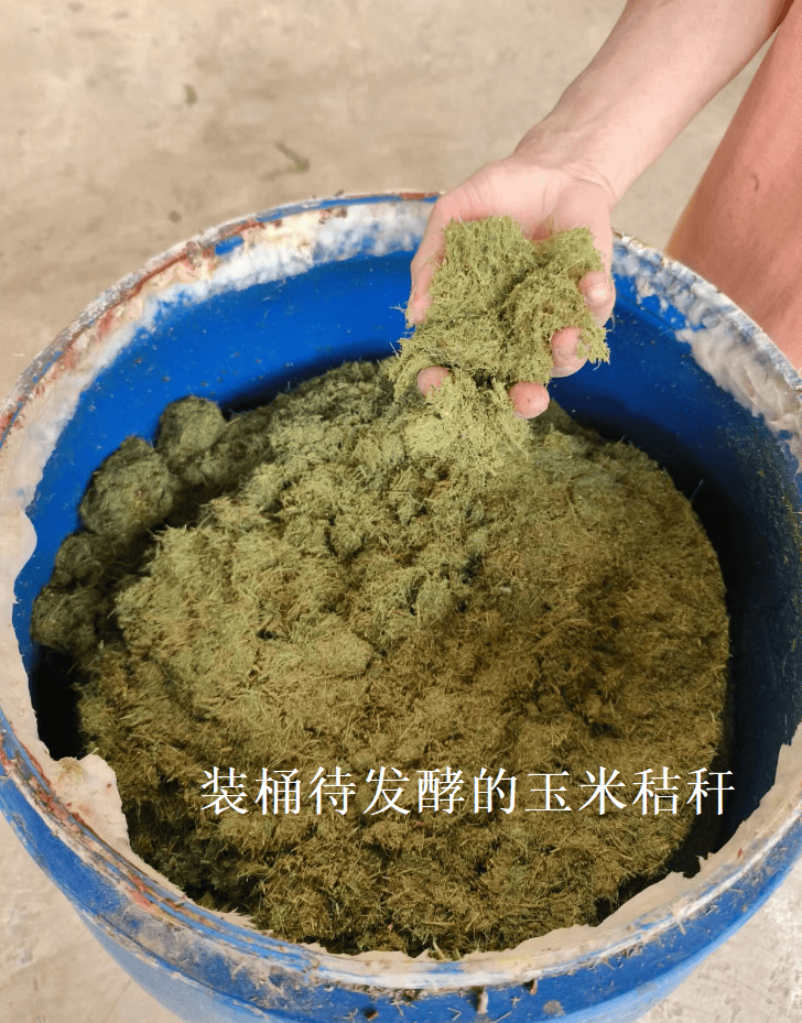 干玉米秸秆简单发酵法图片