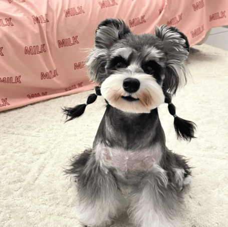 从贵族到玩伴:约克夏与雪纳瑞,探索这两种犬种的迷人之处!