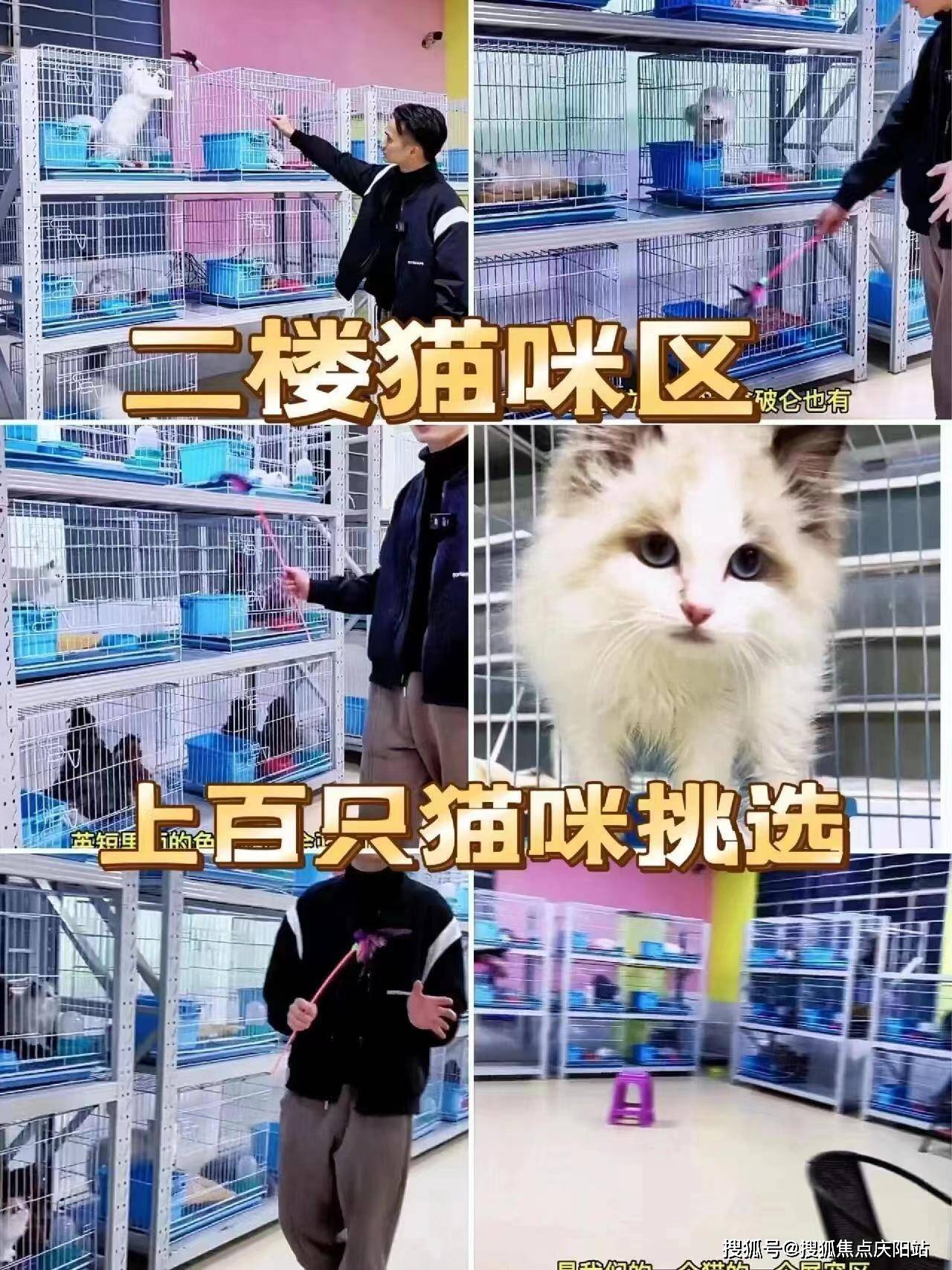 柯基犬价位一般多少钱图片