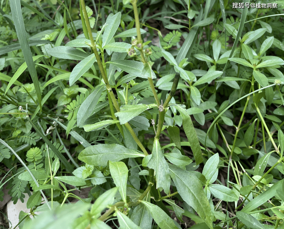 这植物会流出黑色墨汁,俗称"墨水草",可搭配侧柏叶洗头,滋生乌发!