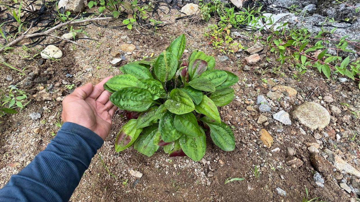 长满白发不要愁,把"黑头草"挖回去煮水洗头,你的家乡应该也有