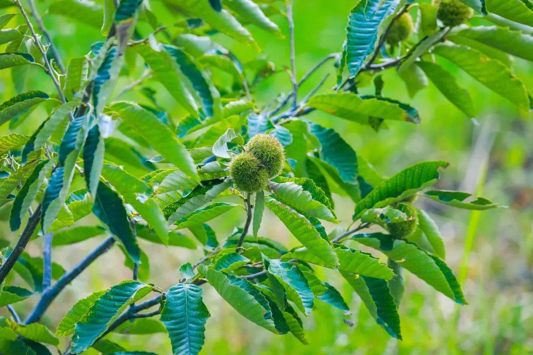 快来赏秋!鲁南制药秋韵如画,叠翠流金
