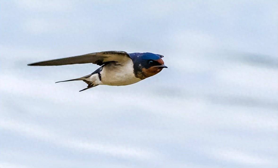 无脚燕”落地如同死亡，为何能边飞边睡觉？一直飞不会累吗？_搜狐网, image size:1178x712