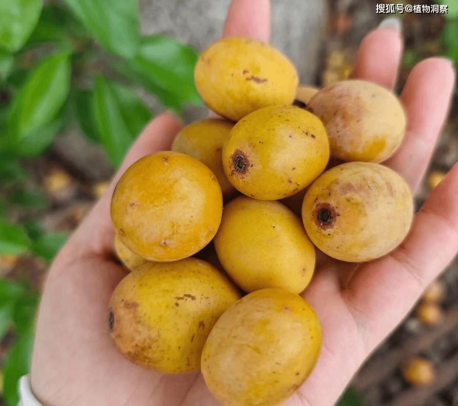 这植物果实像枣子,俗称"南酸枣",生吃很酸,制成酸枣糕,开胃消食!
