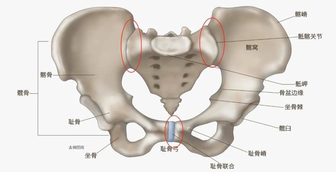 聊聊产后骨盆带疼痛