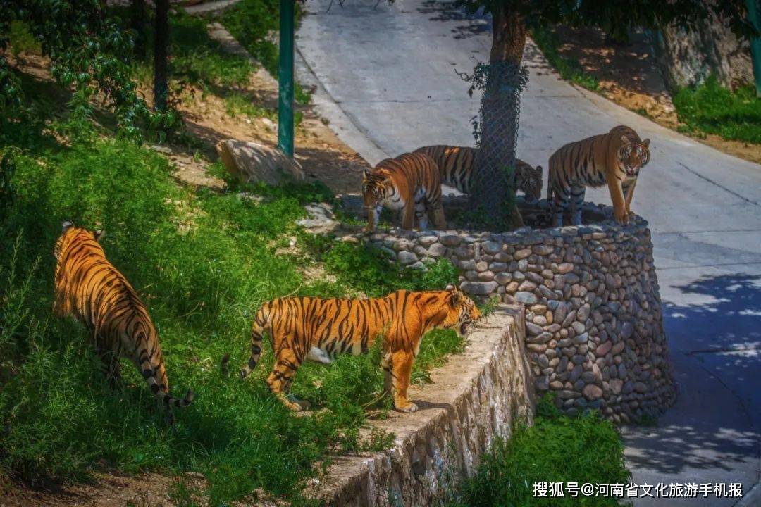 喜迎国庆,半价狂欢!栾川竹海野生动物园"特惠预售票"来啦,赶快"囤"起